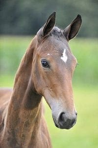 (Zirocco Bleu x Triomphe x G.Ramiro Z)