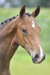 (Oscar x Goodtimes x Wellington)