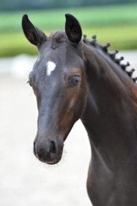 (Fairytale x Ronaldo x Kennedy)(stud)