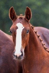 (Big Star jr. x Karandasj x Notaris)(stallion)
