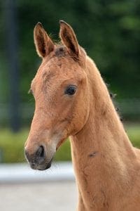 (Electron x Valdez x Flemmingh)(stallion)