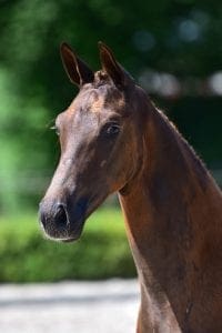 El Capone x Jazz x Wellington (stallion)