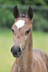(Cadans M x Krack C x Contango)