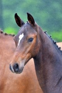 (Etoulon VDL x Indoctro x Corrado I)(mare)