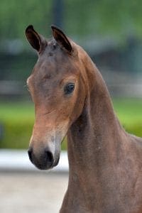 (Apache x Flemmingh x Damiro)(stallion