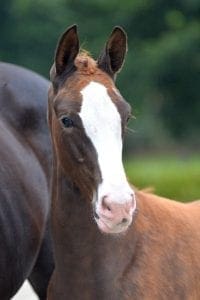 (Negro x Vivaldi x Wellington)(mare)