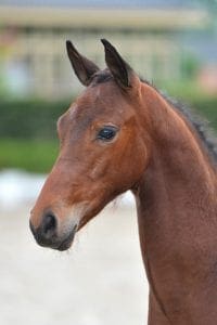 (Governor x United x Silvano)(stallion)