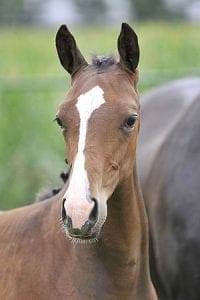 (Andiamo Z x Almox Prints x Renville)
