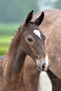 (Great Bleu x Corland x Odermus R)(stallion)