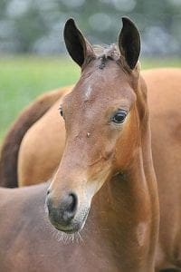 (Andretti x Havel x Schalkhaar)