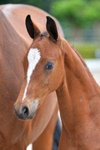 (Spielberg x Florencio x Houston)(stallion)