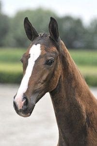 (Charmeur x Silvano N x Flemmingh)