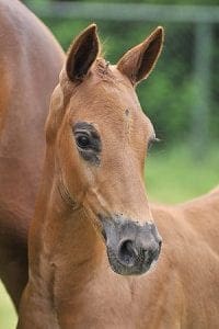 (Charmeur x Vivaldi x Metall)