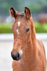 (Cidane x Sheraton x Amethist)(stallion)