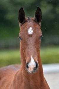 (Grenoble x Gribaldi x Amethist)(stallion)