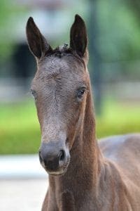 (Aqiedo x Charmeur x Sandreo)(stallion)