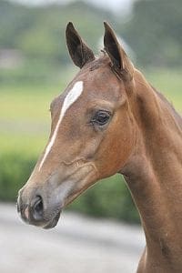 (Charmeur x Nourejev x Houston)