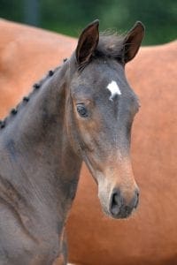 (Cornet Obolensky x Concorde x Germus R)(mare)