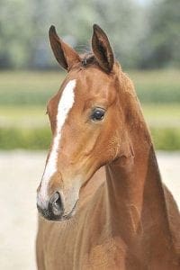 (Nabab de Reve x G Ramizo x Nimmerdor)
