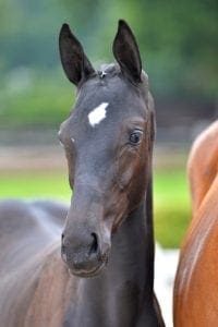(Bonbravour x Jazz x Stuyvesant)(mare)