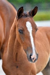 (Quasimodo Z x Lancelot x Furore)(stallion)