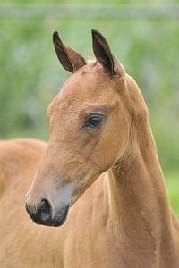 (Nabab de Reve X Corland x Nimmerdor)