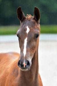(Charmeur x Vivaldi x Houston)(mare)