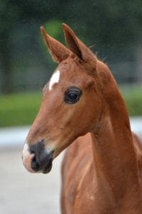 (Marius Claudius x Julio Mariner x G. Ramiro Z)(stallion)