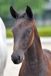 (Quasimodo Z x Montreux x Indorado)(mare)