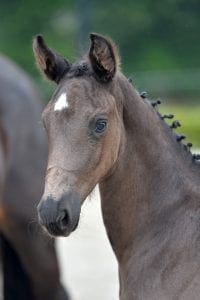 (Glock's Toto jr. x Dayano x Belisar)(stallion)