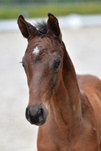 (Johnson x Zeoliet x Nimmerdor)(stallion)