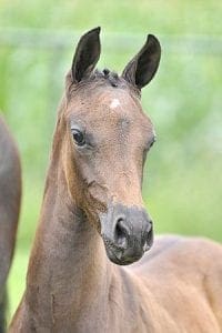 (Westenwind x Special D x Elcaro)