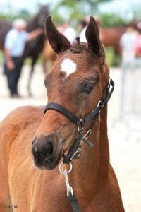 (Freeman x Indoctro x Lucky Boy)(mare)