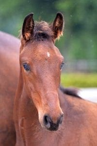 (Nespresso x Dayano x Future)(stallion)