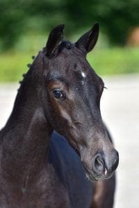 Ustinov x Corland x Odermus R (stallion)