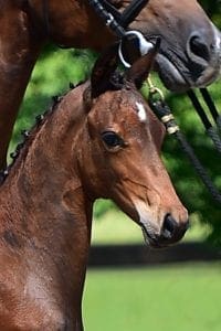 Glock's Zonik x United x Goodwill (mare)