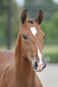 (Lord Z Voltaire X Wisonsin)