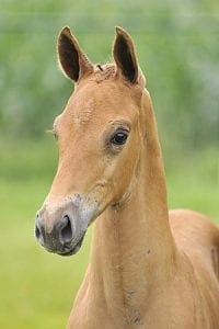 (Uphill x Vivaldi x Gribaldi)