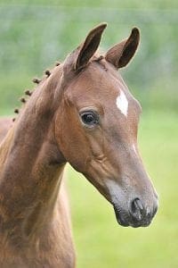 (Connaiseur x Ferro x Beaujolais)