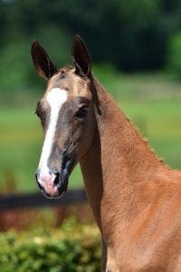 Aganix du Seigneur x Namelus R x Cardento