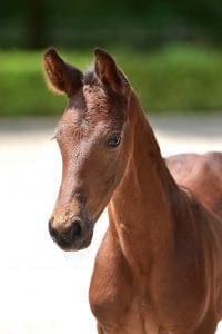 L'Arc de Triomph x Quick Star x Landgraf I