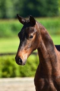 Blue Hors First Choice x Krack C x Donnerhall