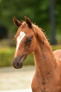 Blue Hors Farell x Gribaldi x Havidoff