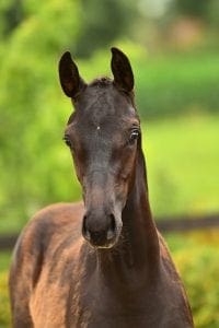 Blue Hors Zackery x Apache x Nobility
