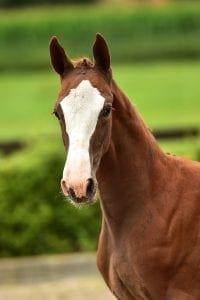 Carrera VDL x Lord Z x Quite Easy I