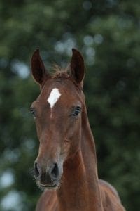 Comme Il Faut x Contender x Landadel