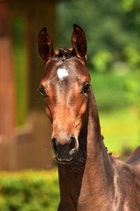 Cornet Obolensky x Lord Z x Nimmerdor