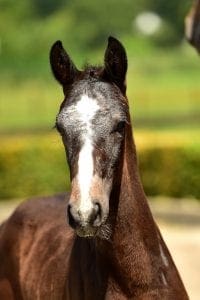 Cornet Obolensky x Numero Uno x Caretino