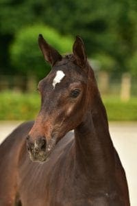 Cornet Obolensky x Up to Date x Balougran Z