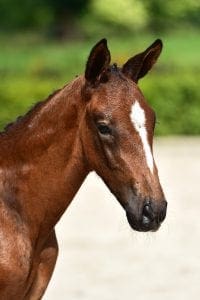 Diamant de Semilly x Bamako de Muze x Quite Capitol